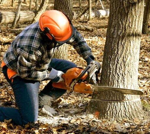 Tree Removal in Buffalo Junction, VA
